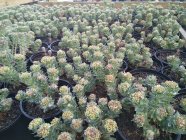 Rhodiola rosea Roosilõhnaline kuldjuur